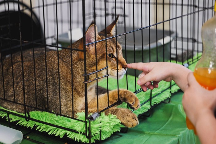 ケージの中の猫