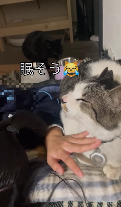 手を添えられて目を瞑っている白サバ(横顔)