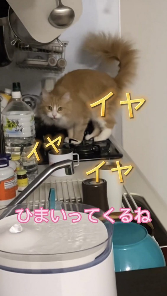 コンロの上に立つ猫