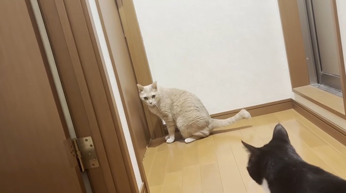 ドアの前にいる猫とその猫を見ている猫