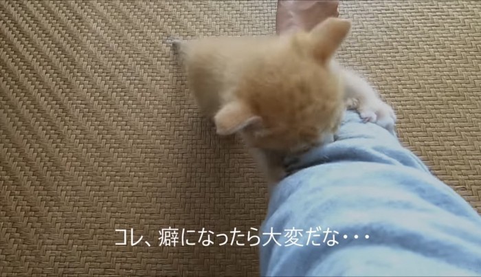 噛みつくウラちゃん