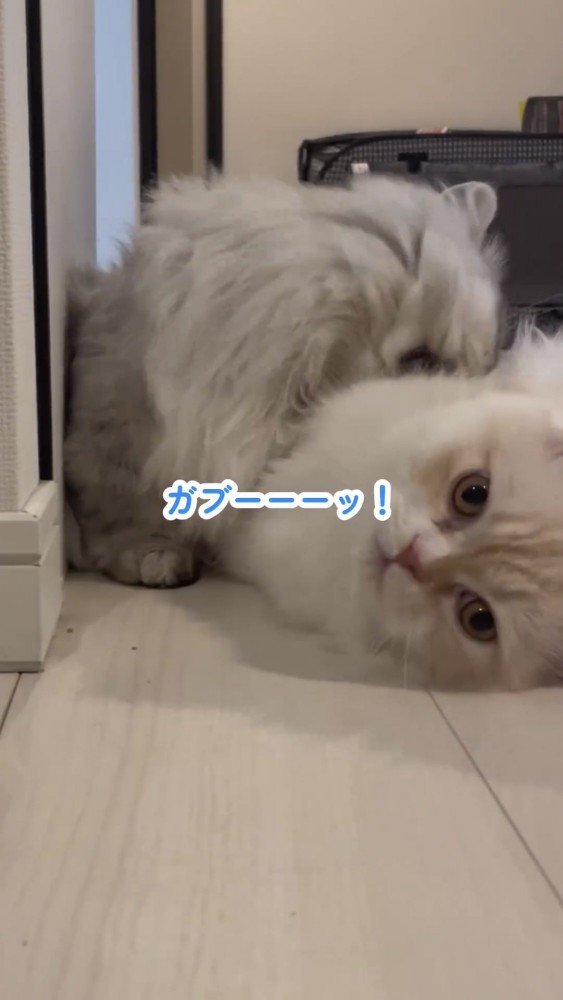 じゃれ合う2匹の猫