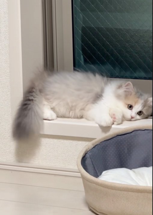 諦める猫