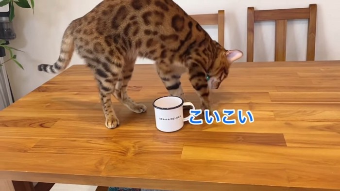 マグカップにこいこいと砂かけの仕草をする猫