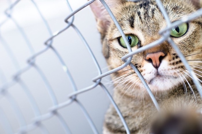 金網越しにこちらを見る猫