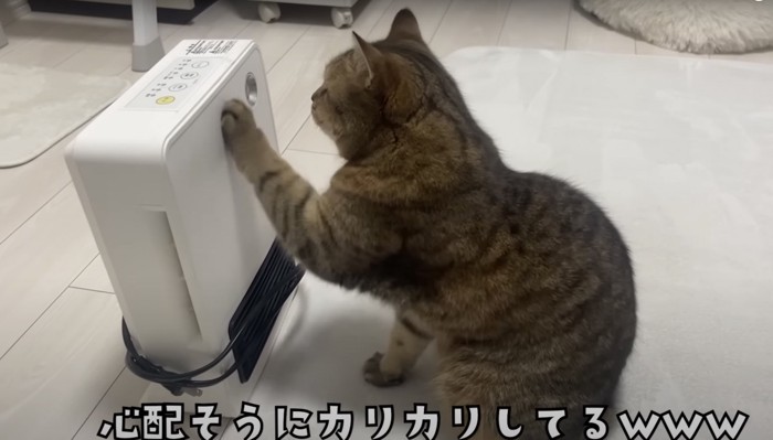 ヒーターを見つめて手を挙げる猫