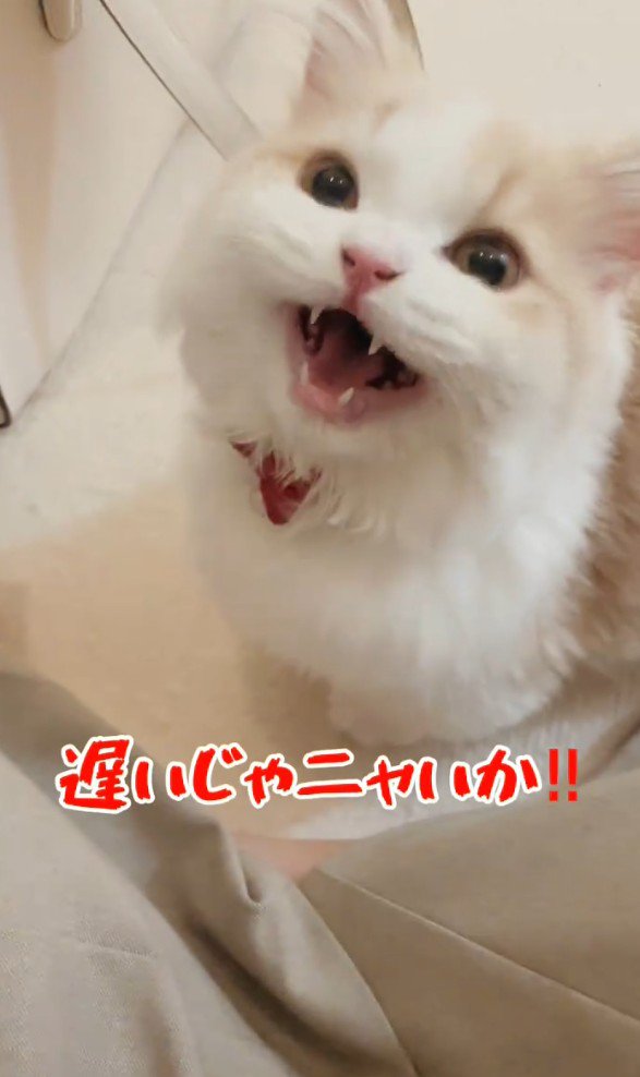 文句を言う猫