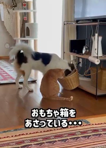 カゴに頭をいれる犬