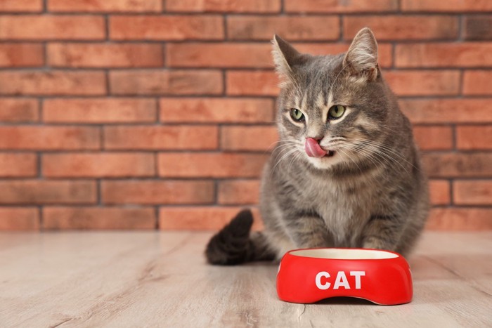 猫と赤い皿