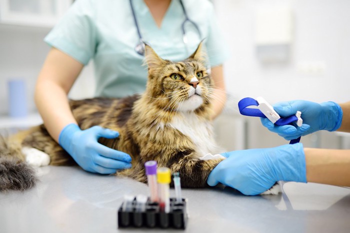 血液検査を受ける猫