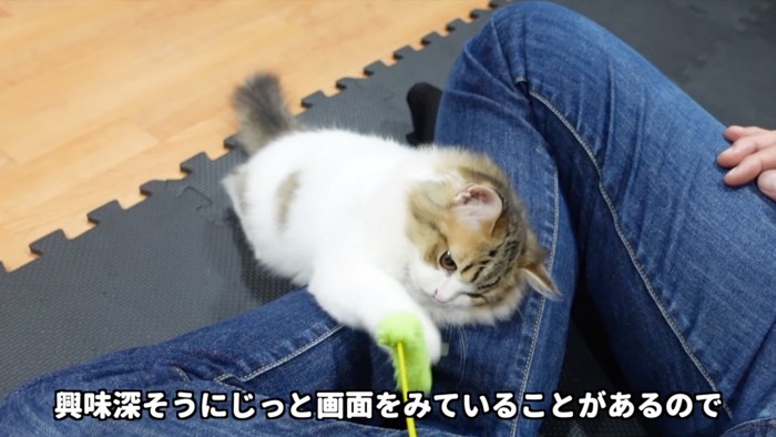 遊ぶ猫