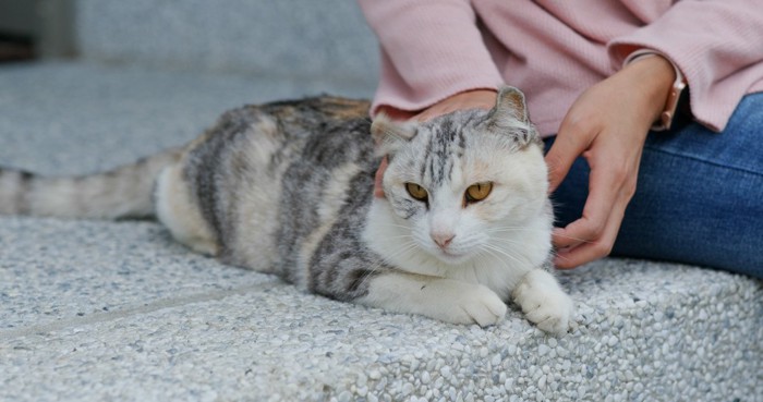 寄り添う猫