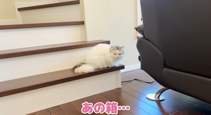 階段の上の猫