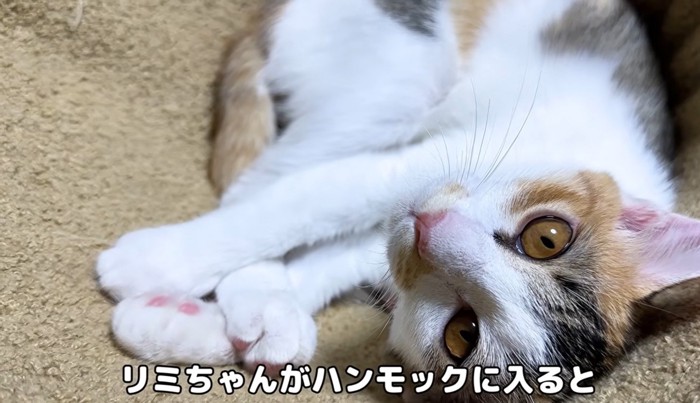 ハンモックの中でくつろぐ子猫