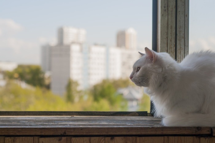 窓の外を眺める猫