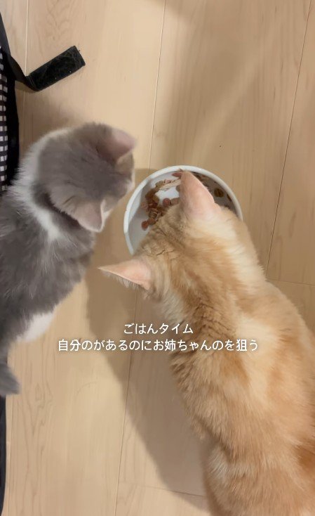 ごはんを食べるおそばくんととろろちゃん