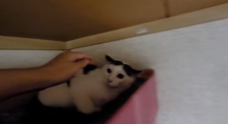 見つめる猫