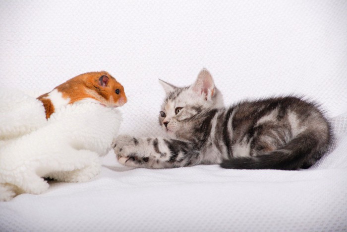ハムスターと子猫