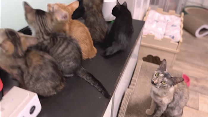 子猫たちを見に来た母猫