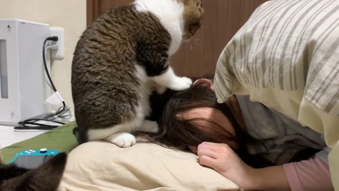 人の頭に前足を置く猫