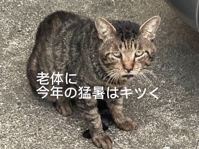 座って見上げる猫