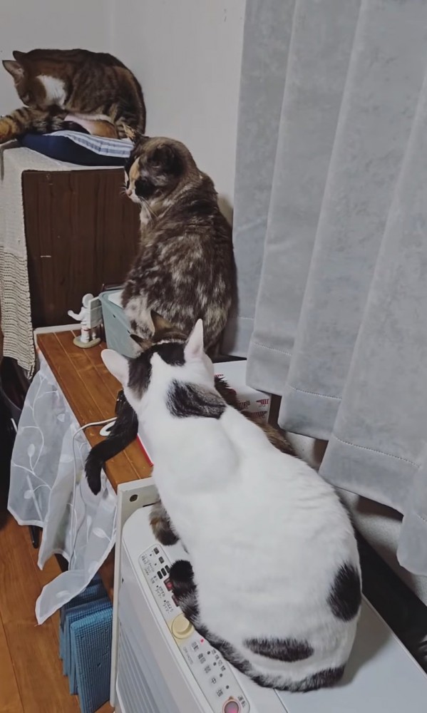 一列に並ぶ猫たち