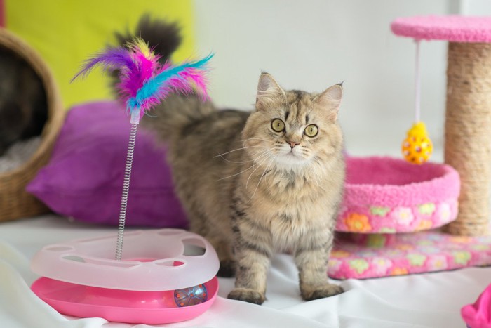 自分で動かすタイプの猫のおもちゃ