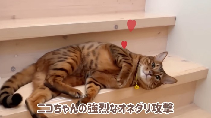 階段で寝転がる猫