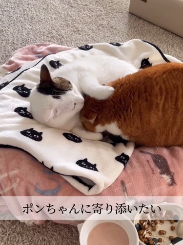 白い猫に寄り添う茶色の猫