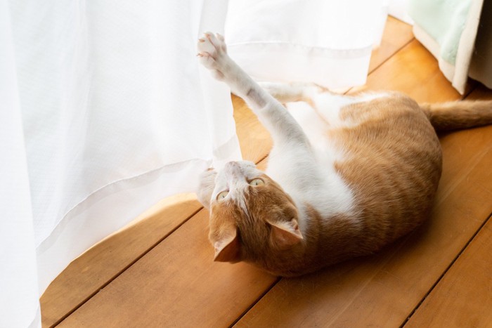 カーテンで遊ぶ猫