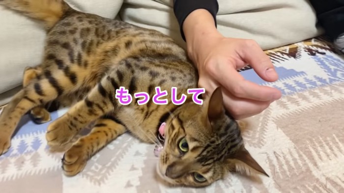 人の手に体をくっつける猫