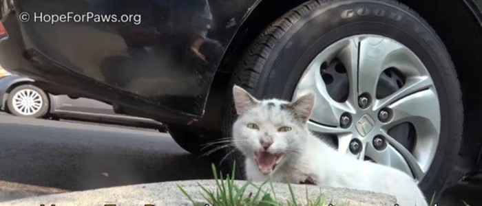 よく鳴く猫