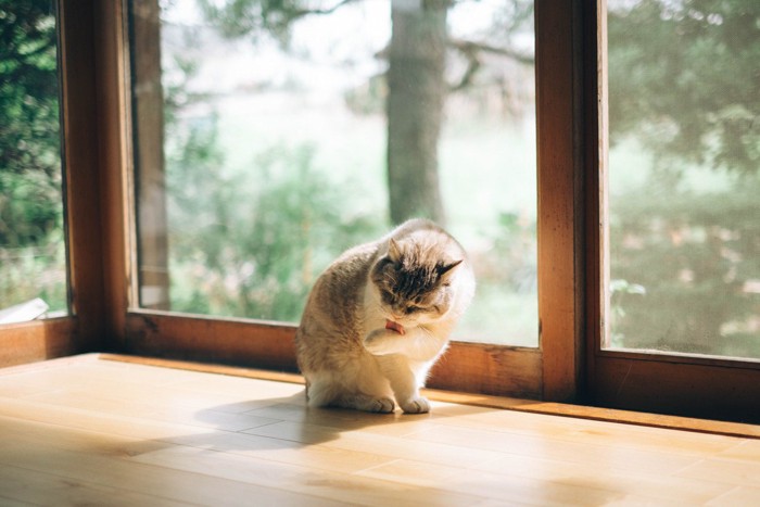 毛づくろいする猫