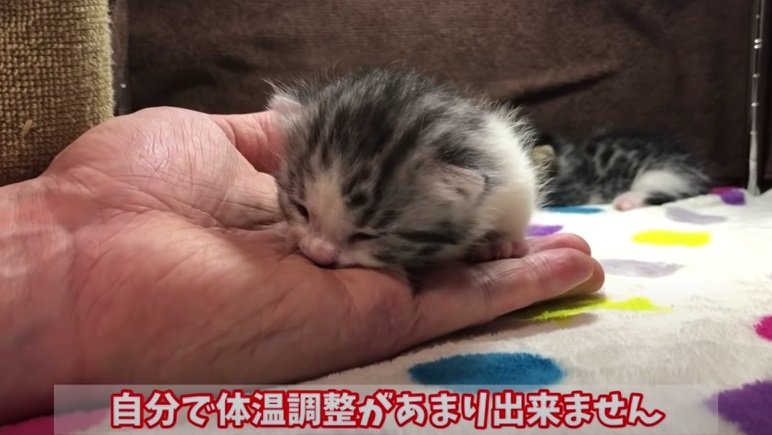 温もりを求める子猫