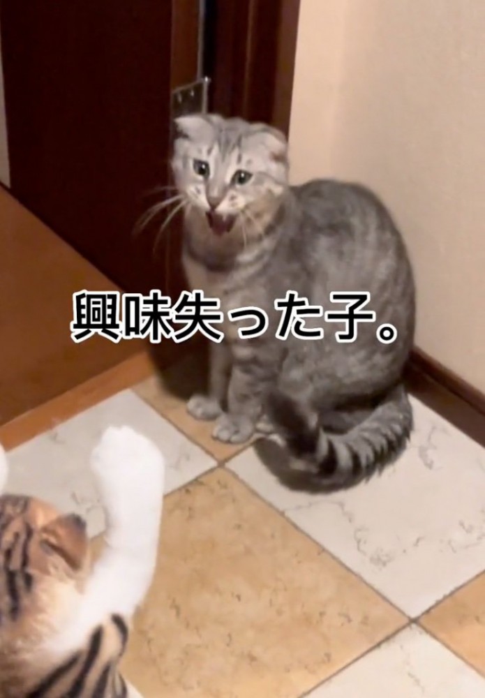 あくびする猫