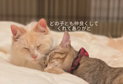 寄り添い眠る2匹の猫