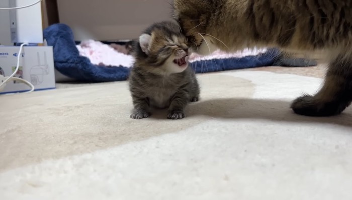 赤ちゃん時代