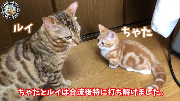 噛み付く子猫