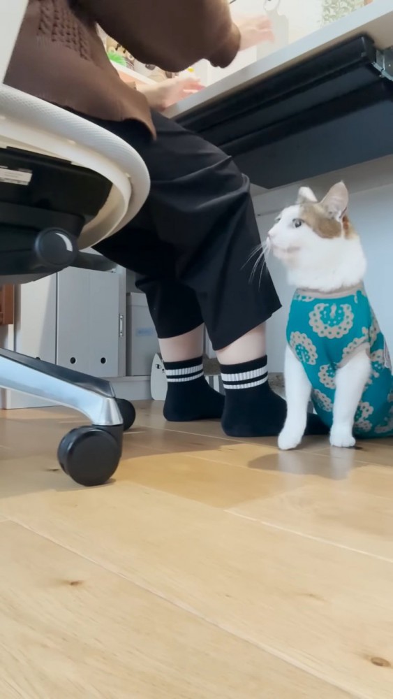 ママの足の下に来たキジ白猫