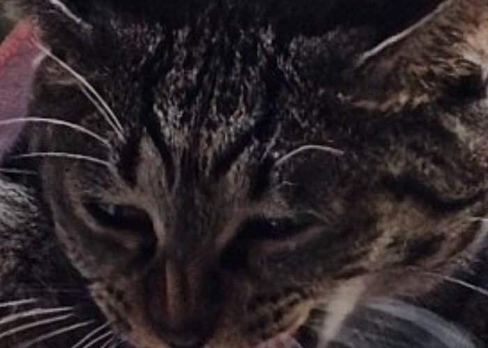 猫の顔アップ