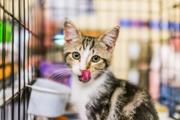 ケージ内で鼻を舐める猫