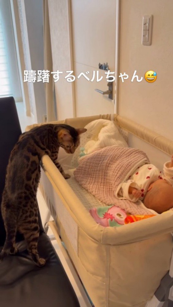 ベビーベッドに上半身を入れて赤ちゃんを見つめる猫