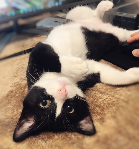 転がっているめいちゃん