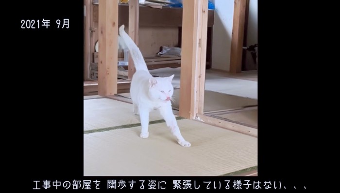 野良猫のおどやんがすんなりとお部屋に