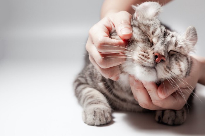 撫でられて気持ちよさそうに目をつぶる猫