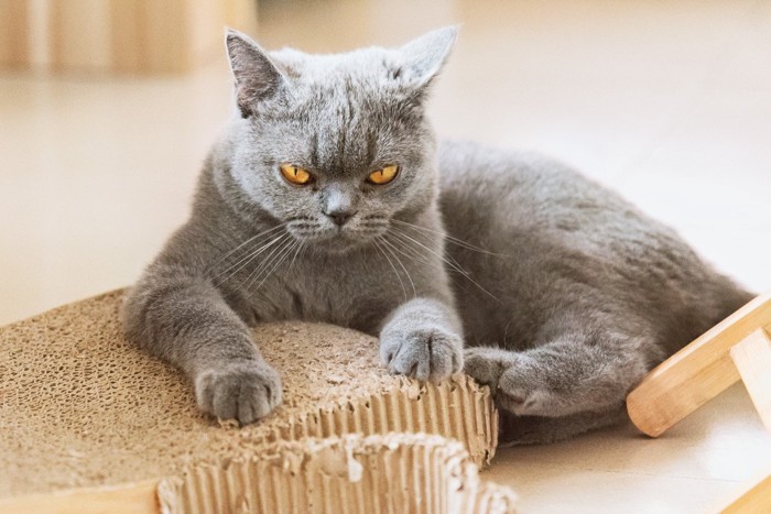 イカ耳気味でこちらを睨む猫