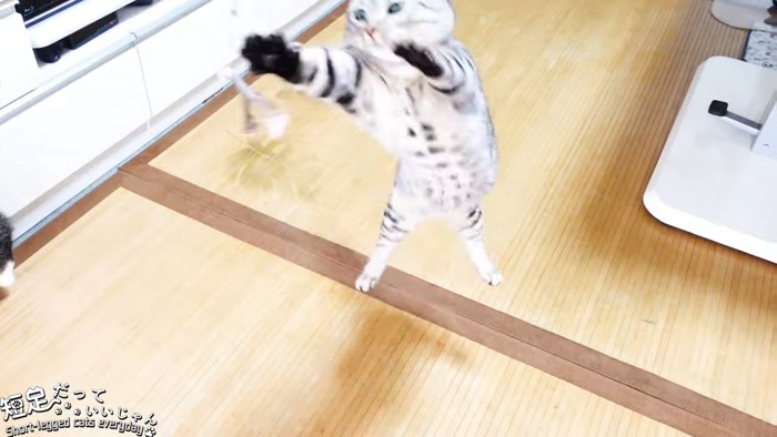 ジャンプする猫