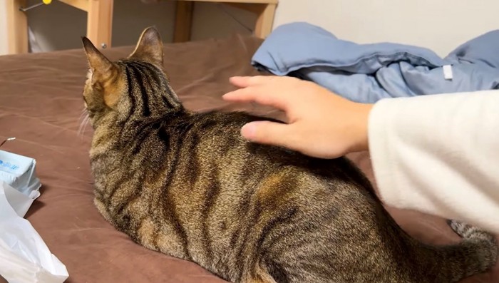 お尻を向けて座る猫