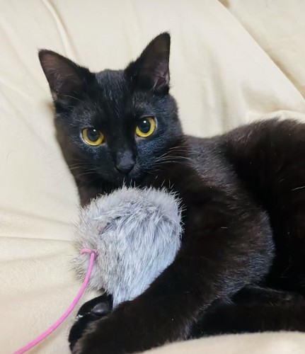 猫じゃらしで遊ぶ黒猫