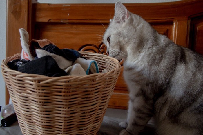 靴下の入った洗濯籠をさぐる猫